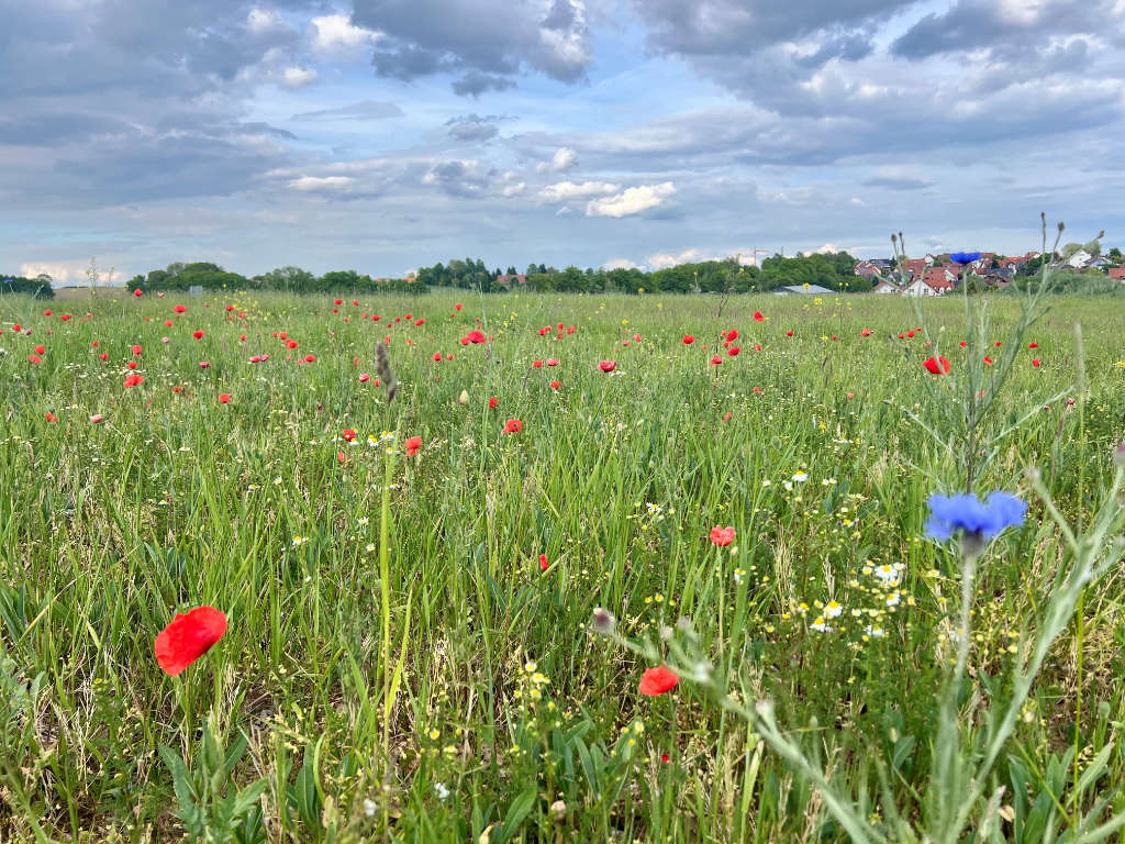 Wiesenblumen Montessori Fachoberschule Geisenhausen